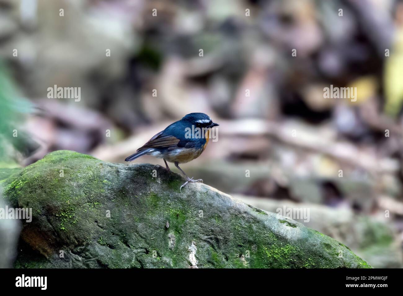 Snowy-browed flycatcher (Ficedula hyperythra) observed in Rongtong in West Bengal, India Stock Photo