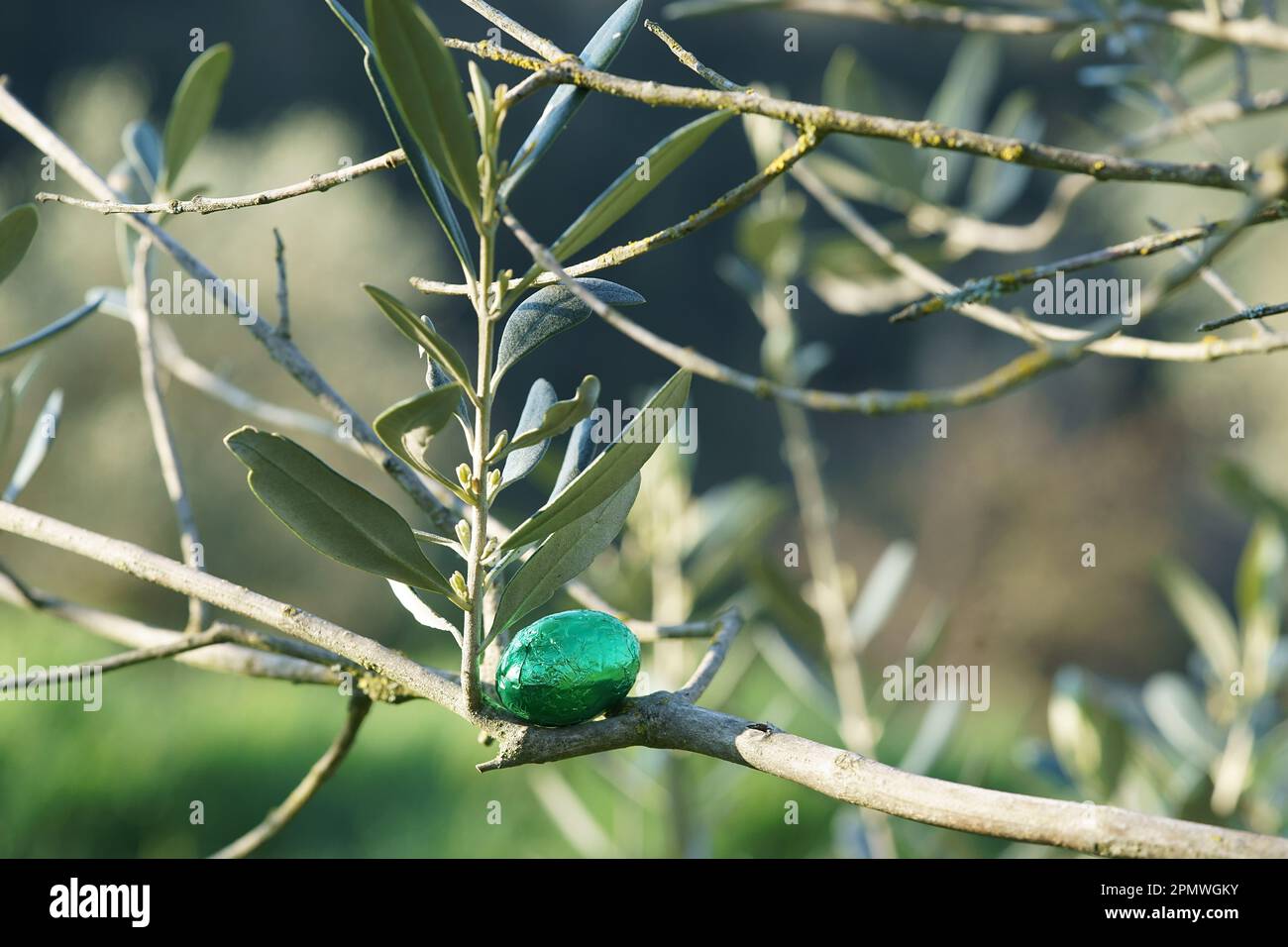 Easter olive; easter chocolate eggs on olive tree branch Stock Photo