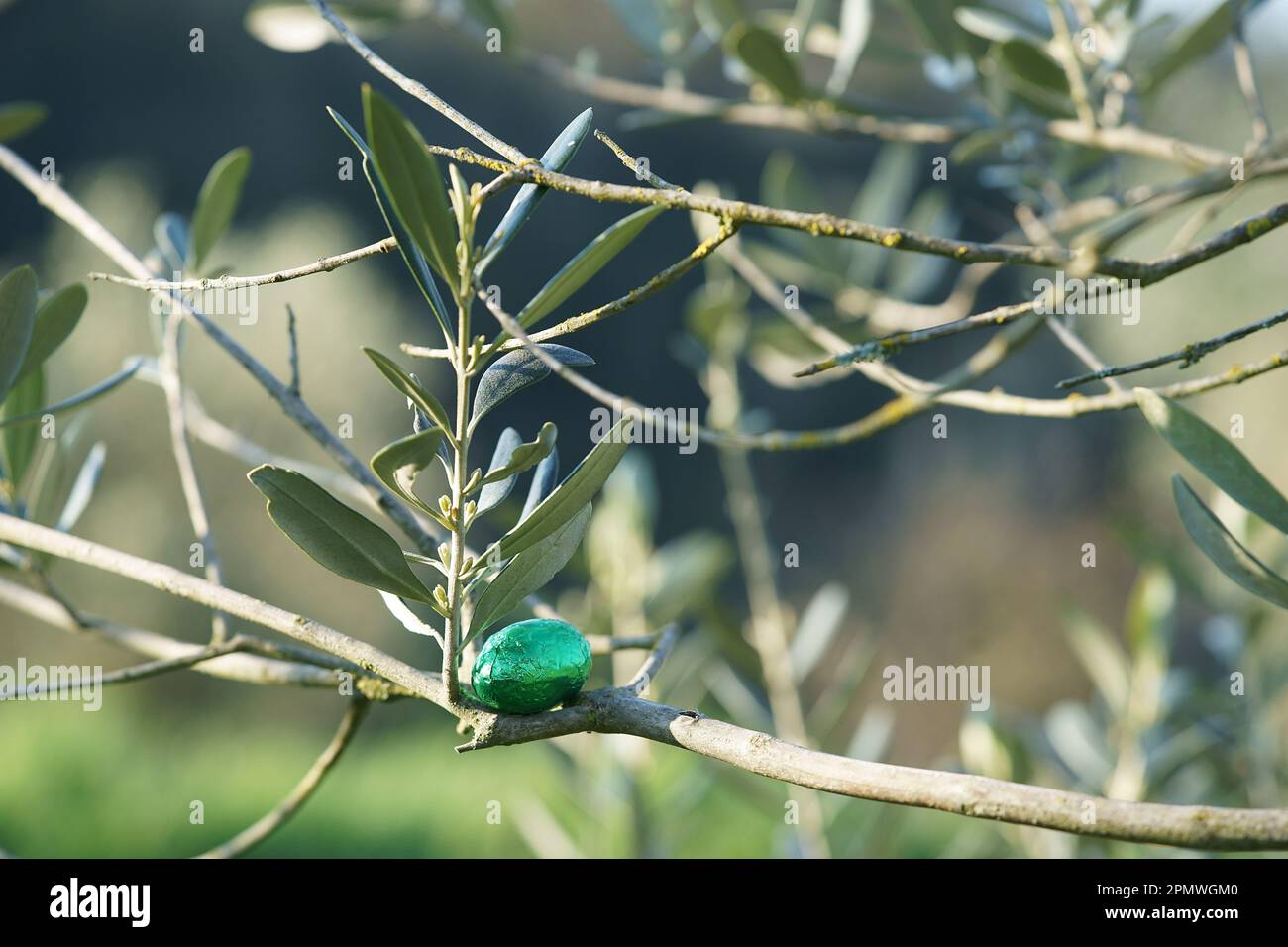 Easter olive; easter chocolate eggs on olive tree branch Stock Photo