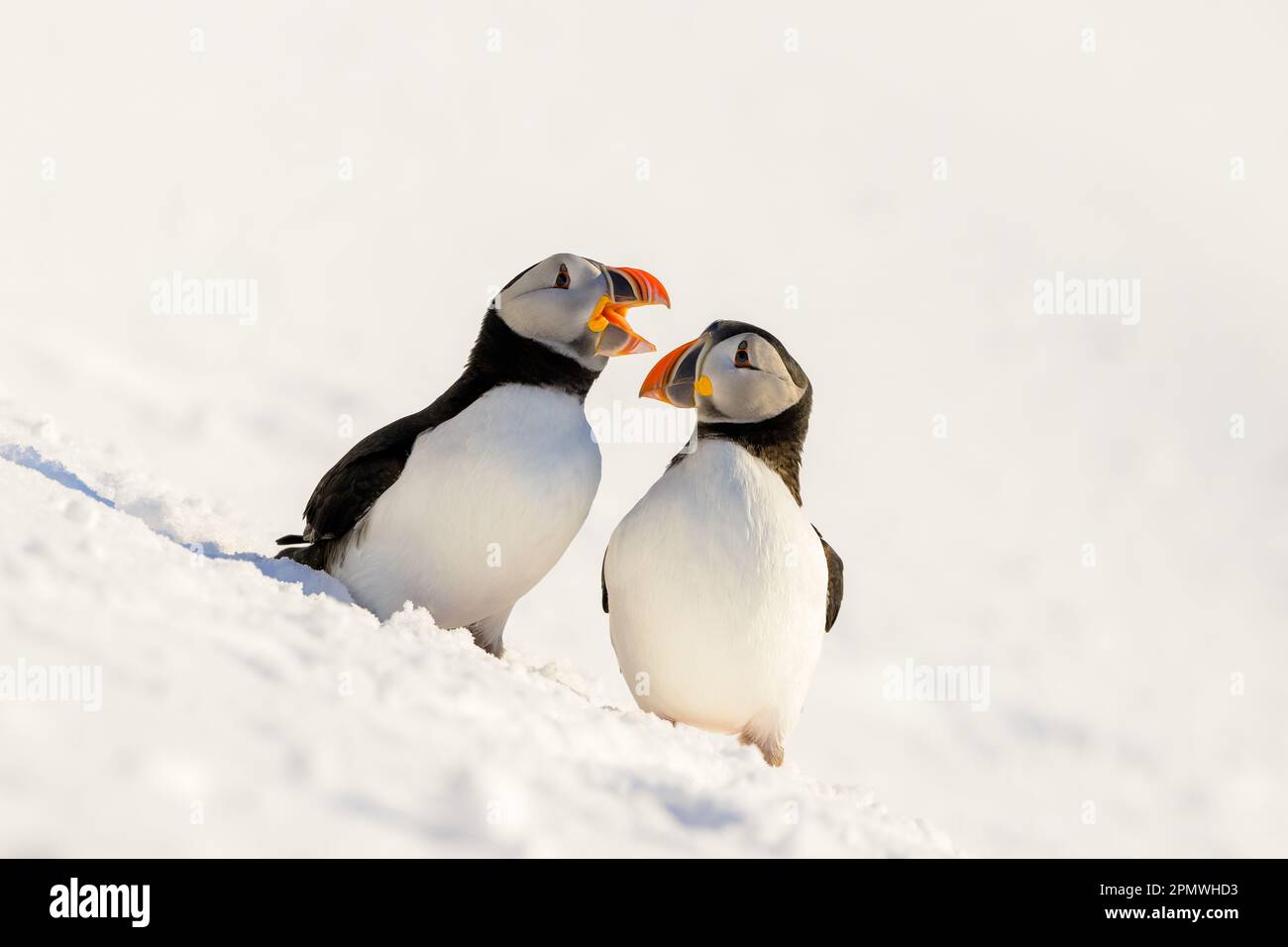 Atlantic puffin (Fratercula arctica) in snow at Hornøya island, Norway ...