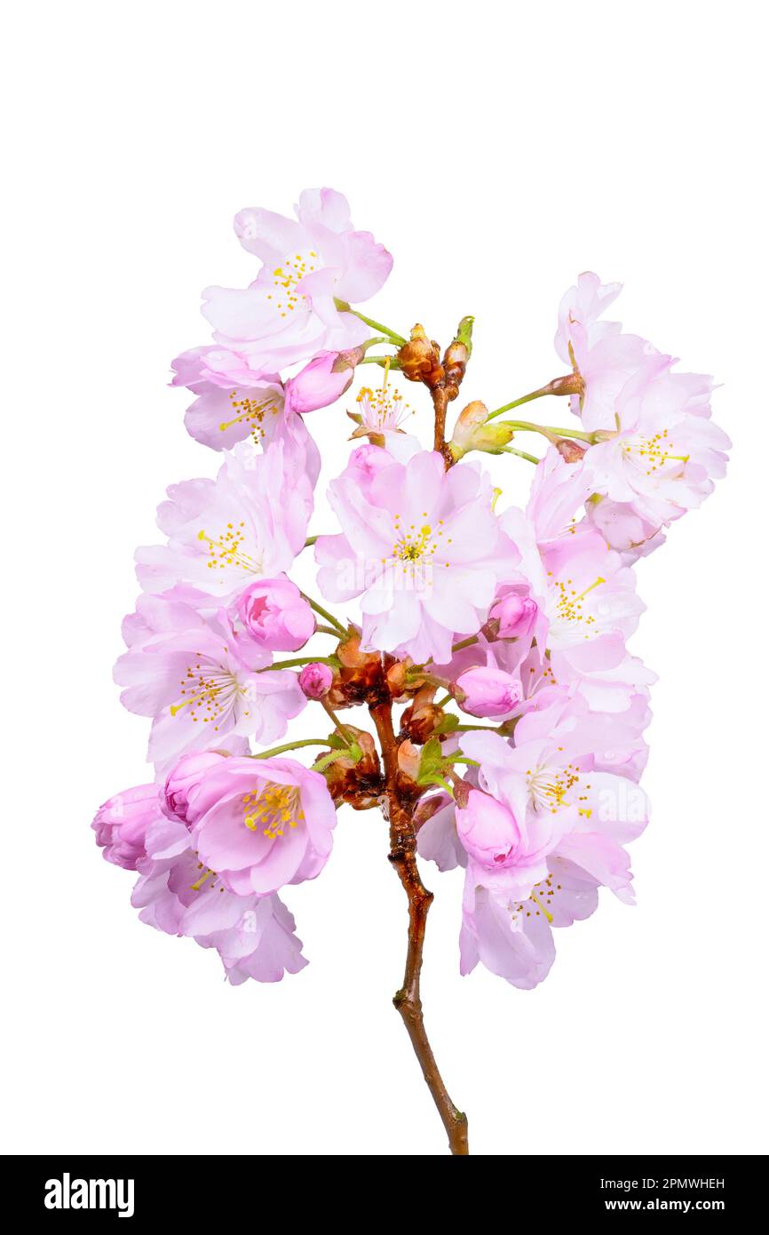Macro of isolated pink cherry blossoms Stock Photo