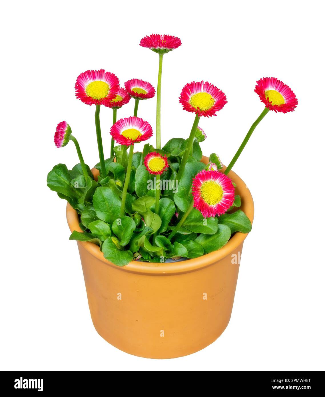 Closeup of isolated blooming bellis flowers in a flower pot Stock Photo