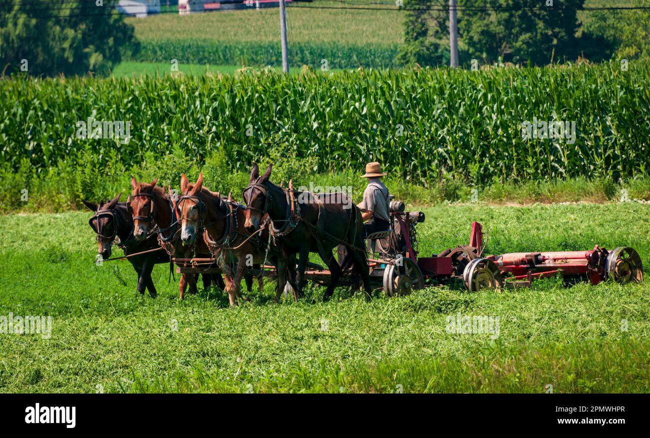 View of an Amish Farmer Using Four Horses to Cut Alfalfa for Harvesting on a Sunny Summer Day Stock Photo