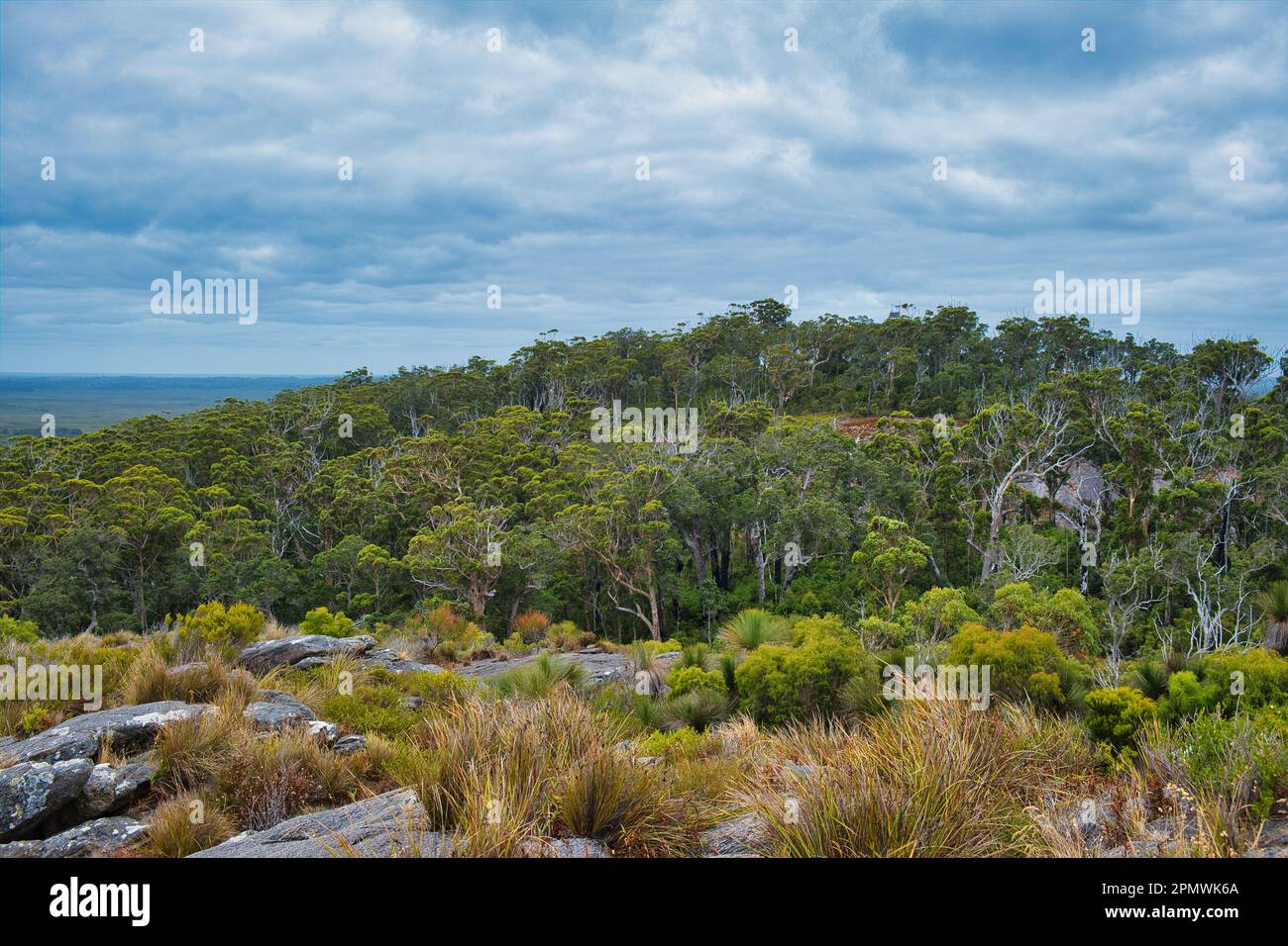 Dense forest of eucalyptus trees on the lower slopes of Mount Chudalup, an ecological island in D'Entrecasteaux National Park, Western Australia Stock Photo