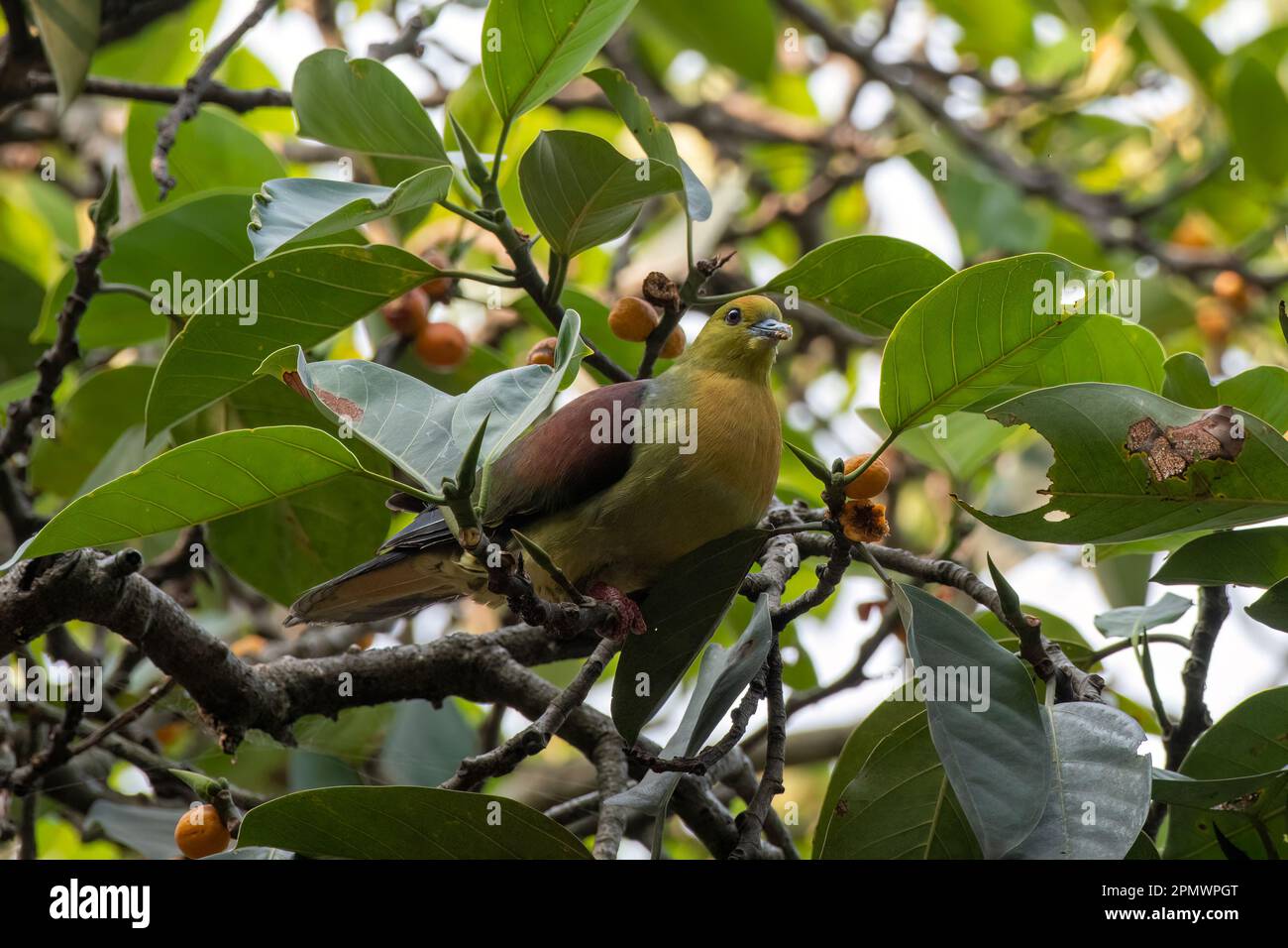 Wedgetailed green pigeon or Kokla green pigeon (Treron sphenurus
