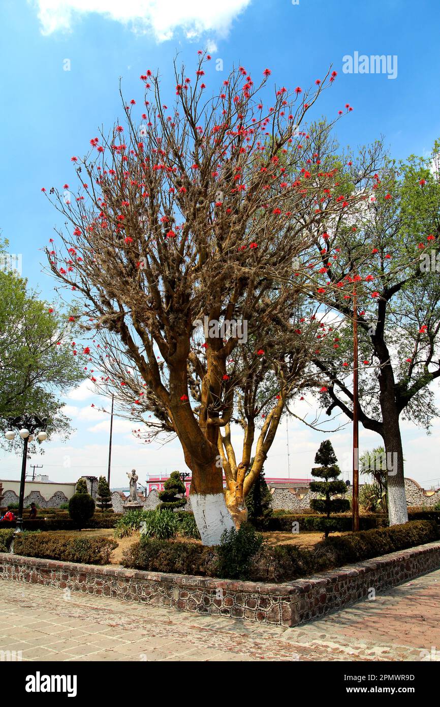 Mexican tree Erythrina corallodendron (Colorin, Patol). Stock Photo