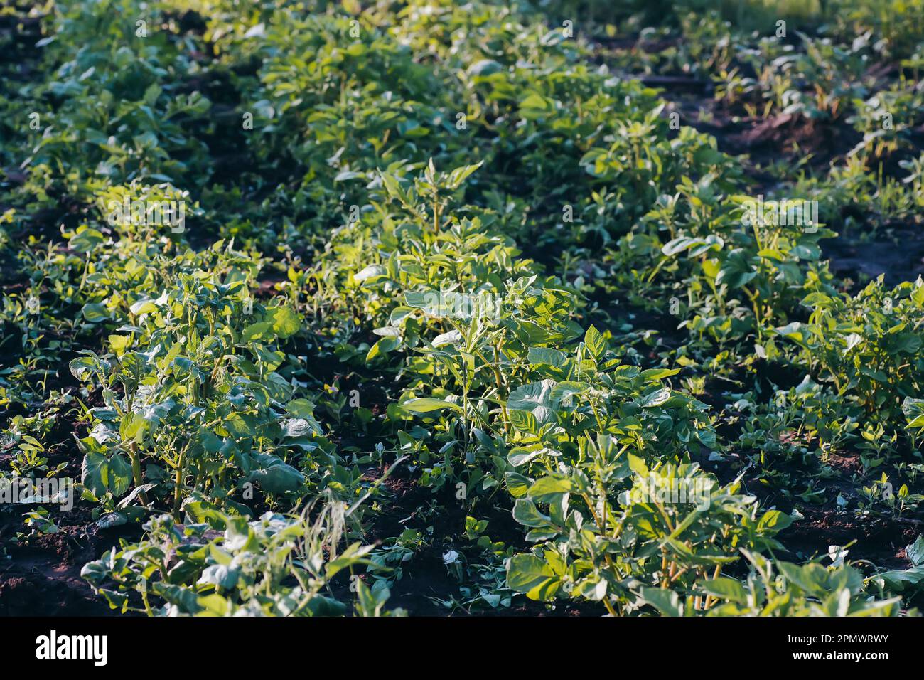 Unprocessed, unocidished, weed and grass covered potatoes plant. Young