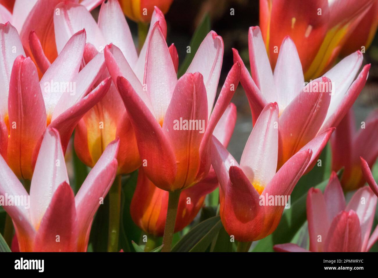 Tulipa kaufmanniana 'Hearts Delight' Water lily tulip, Tulip 'Hearts Delight', Bulbous, Plants Stock Photo