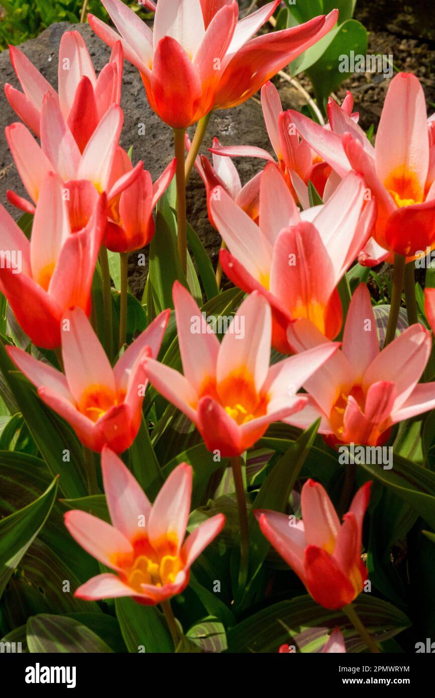 Water lily Tulip, Tulipa kaufmanniana 'Hearts Delight' Pink tulips Stock Photo
