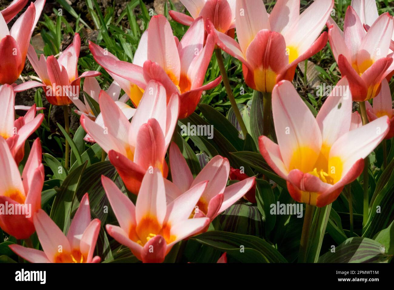 Waterlily Tulip, Tulipa kaufmanniana 'Hearts Delight' Stock Photo