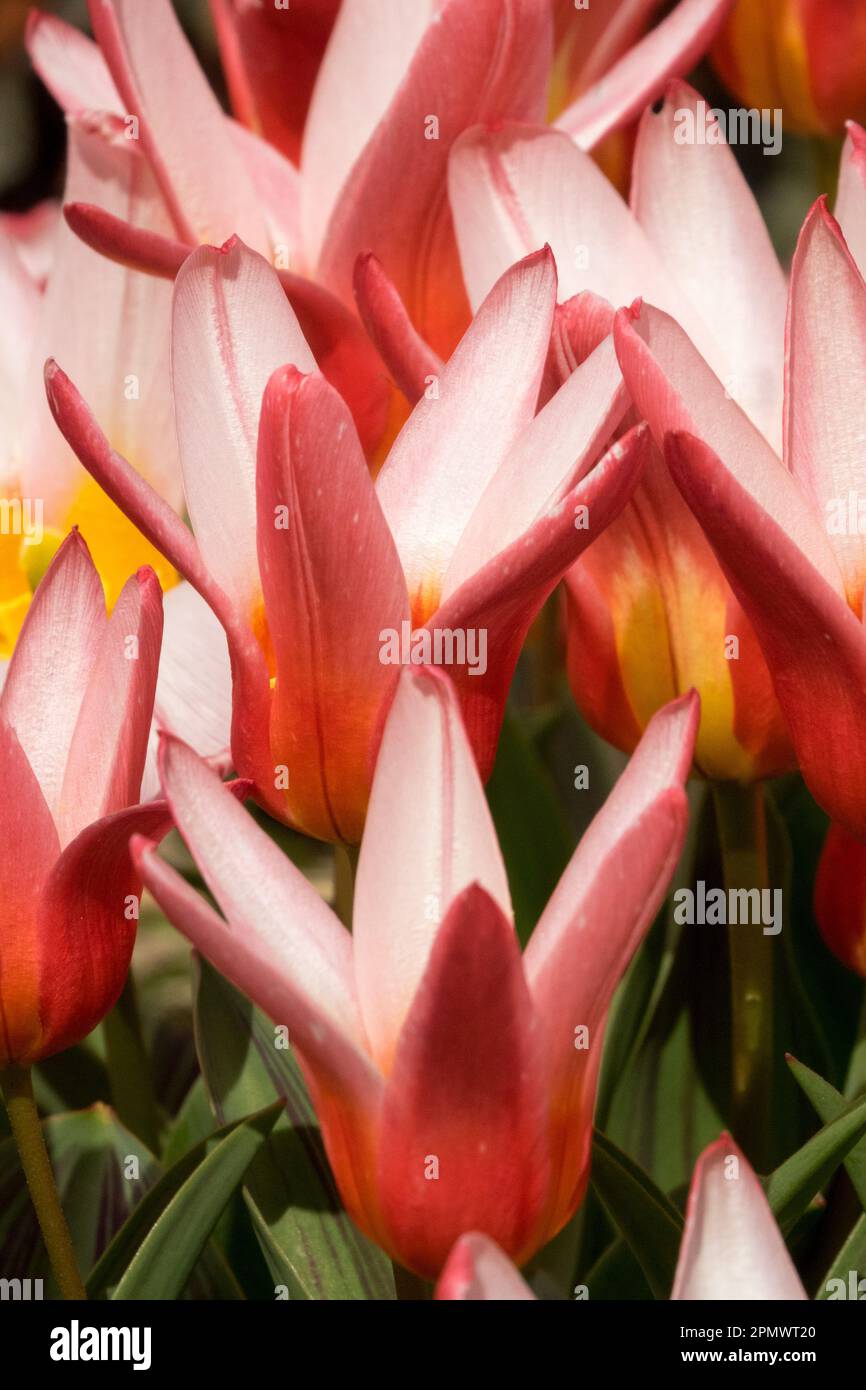 Tulipa 'Hearts Delight', Tulipa kaufmanniana 'Hearts Delight', Liliaceae, Plants Water lily tulip Stock Photo