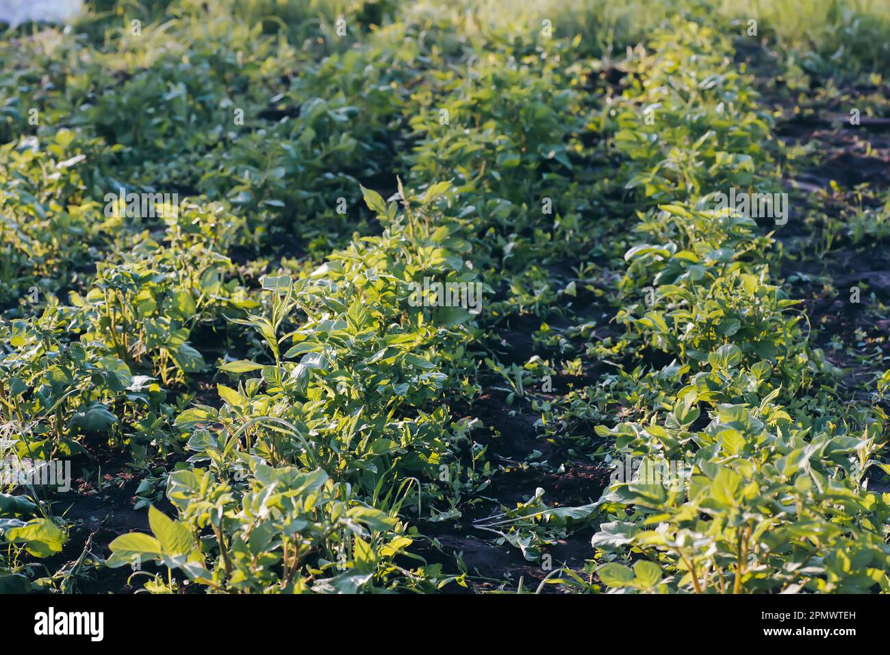 Unprocessed, unocidished, weed and grass covered potatoes plant. Young