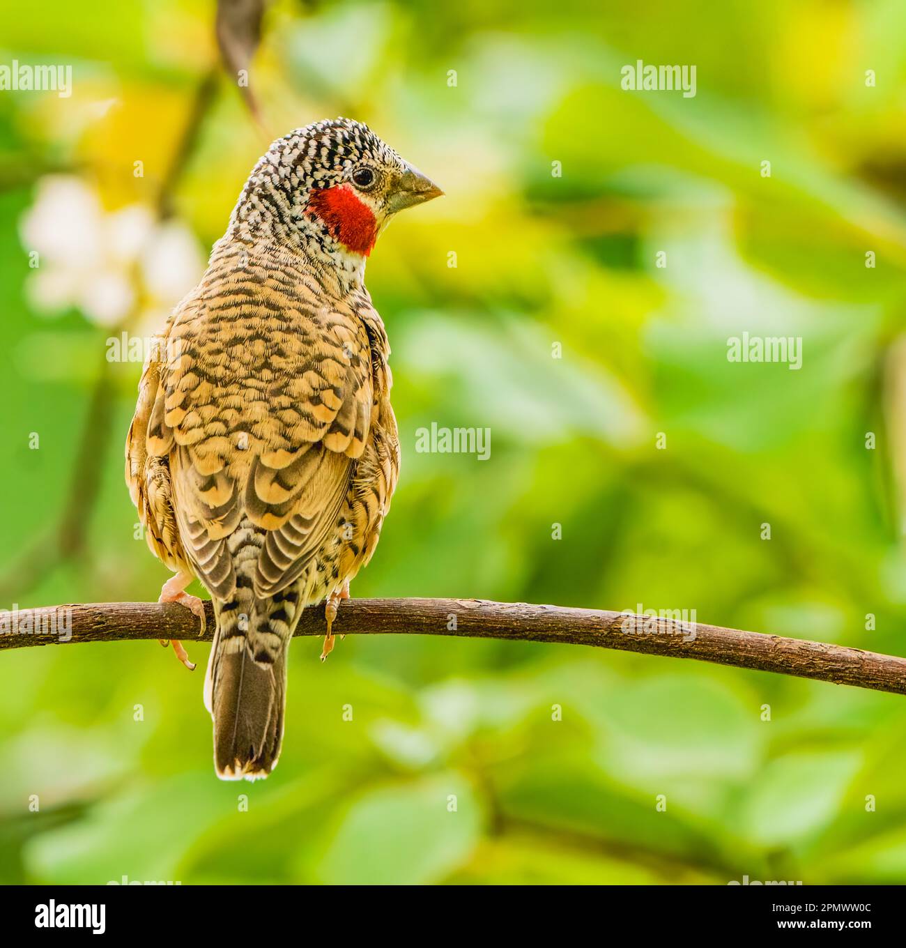 Male  Cut-throat Finch Stock Photo