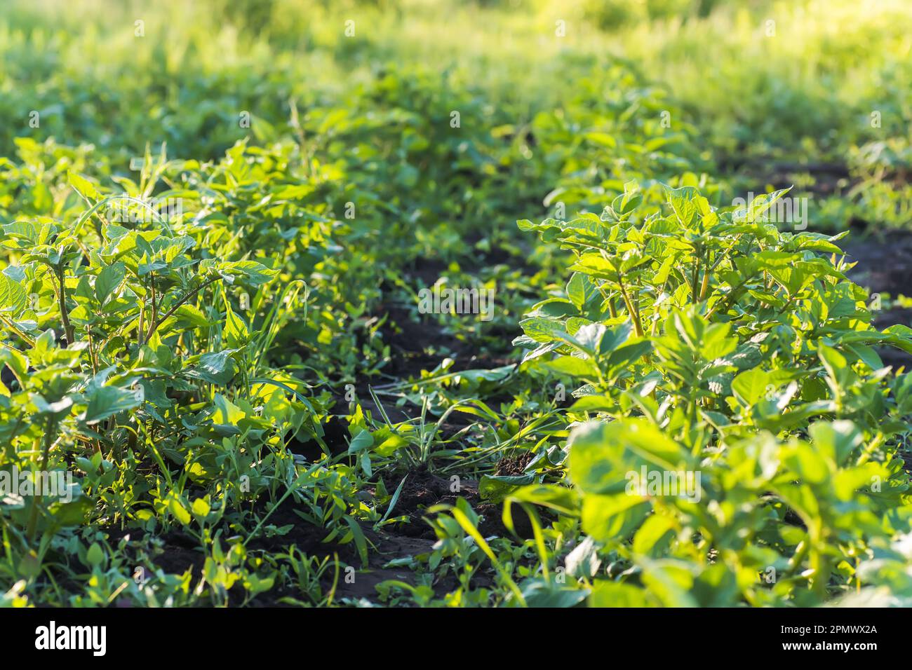 Unprocessed, unocidished, weed and grass covered potatoes plant. Young
