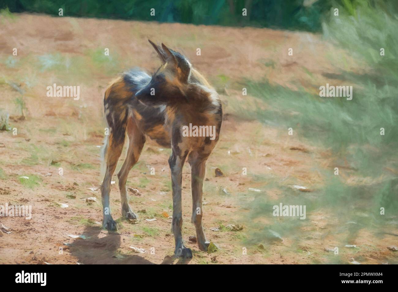Digital painting of a single, alert African Painted Dog in captivity. Stock Photo