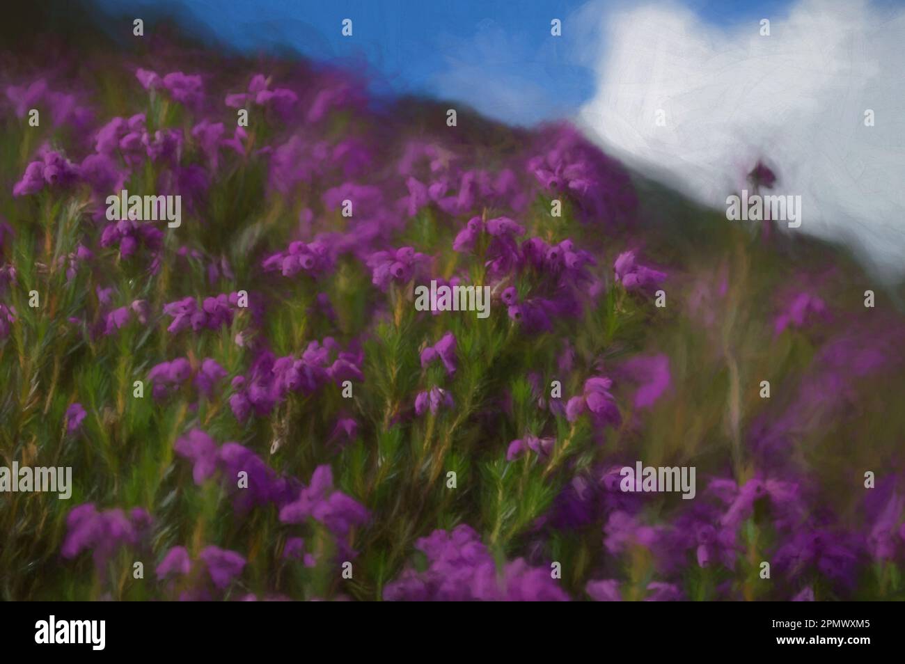 Digital painting of beautiful purple Bell Heather in full bloom against a blurred mountain background. Stock Photo