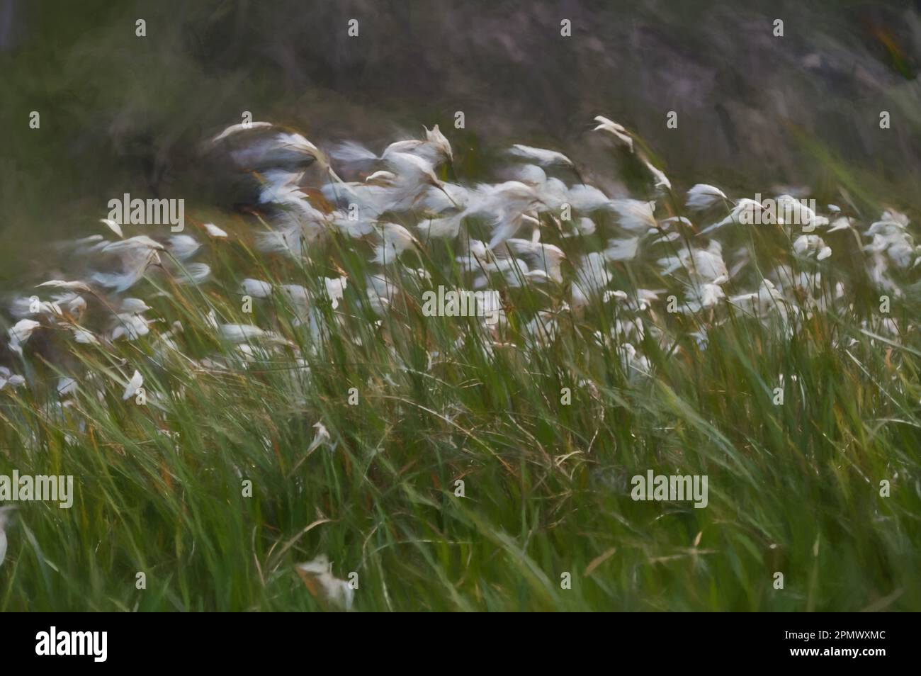Digital painting of cotton grass blowing in the breeze with a mountain