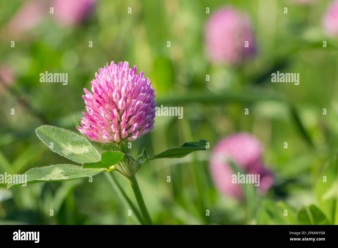Lilac clover flower close-up in the field outdoor Stock Photo