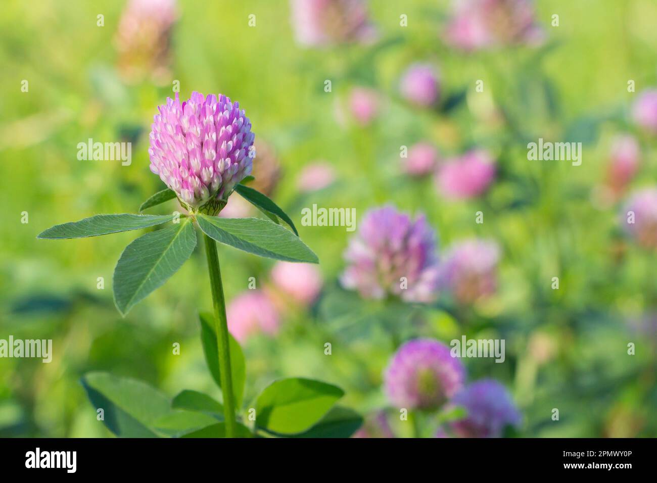 Lilac clover flower close-up in the field outdoor Stock Photo