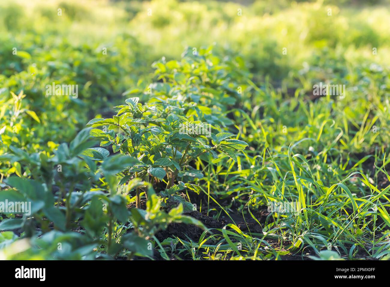 Unprocessed, unocidished, weed and grass covered potatoes plant. Young