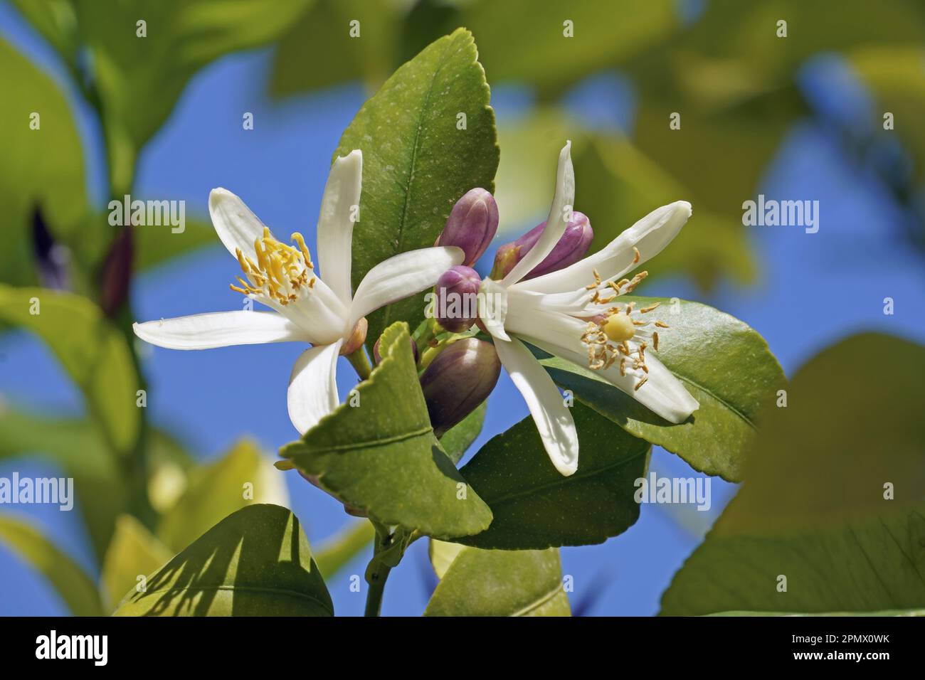 lemon; flowers, leaves and buds, Citrus limon, Rutaceae Stock Photo