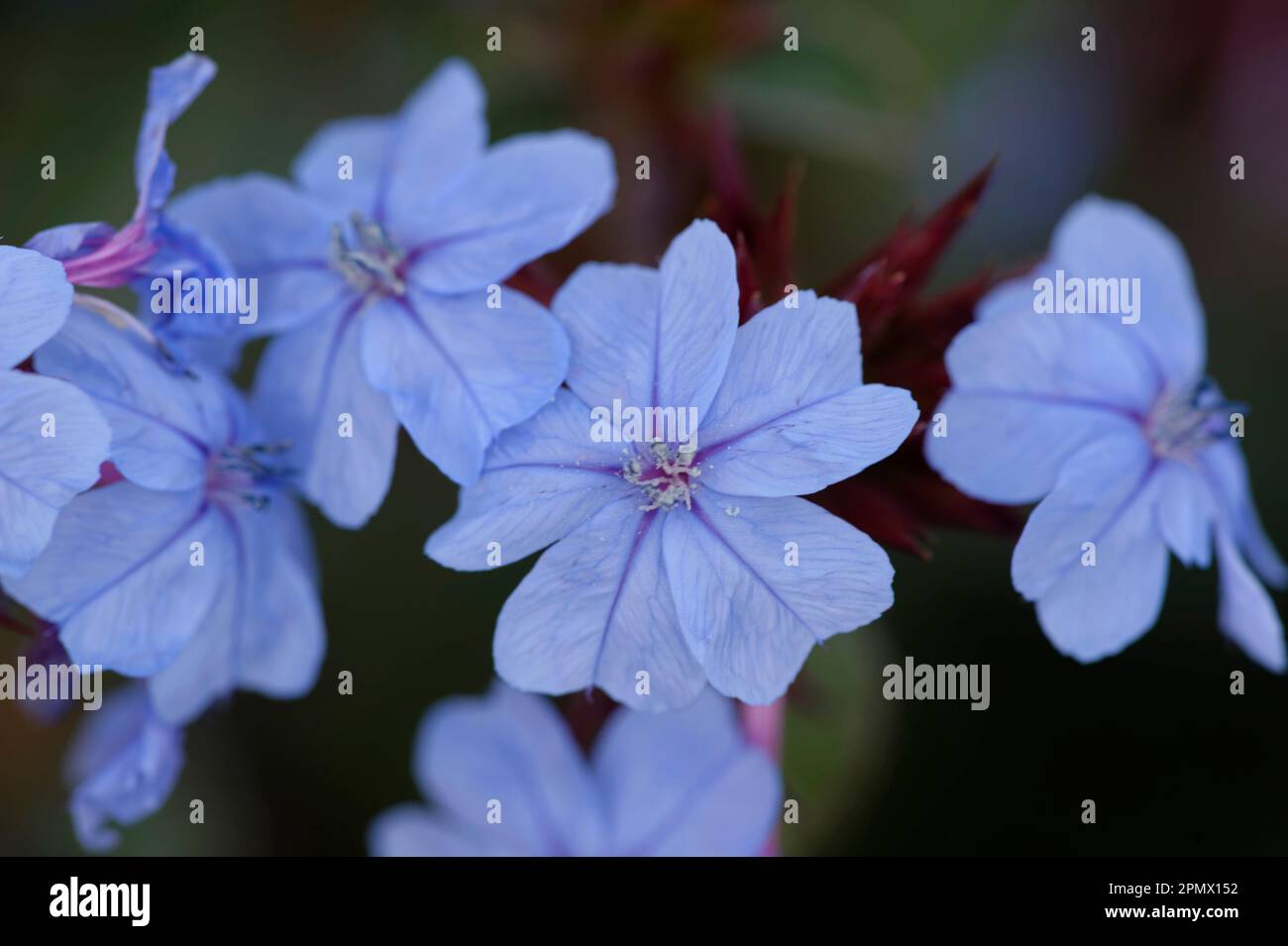 Closeup photo of cape leadwort (Plumbago auriculata) blue flowers Stock Photo