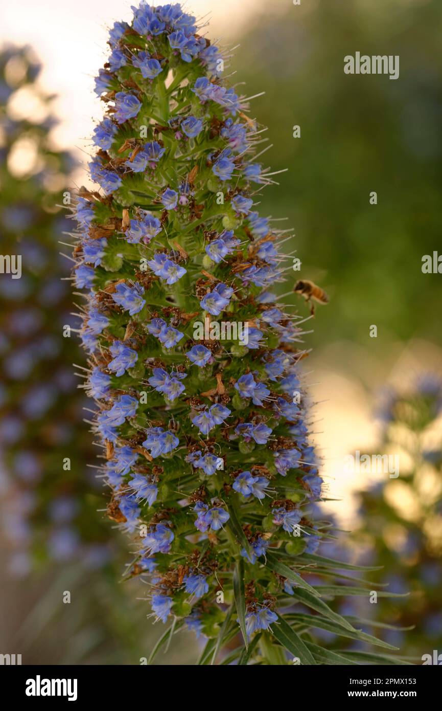 Close-up photo of Pride of Madeira (Echium candicans) flower Stock Photo