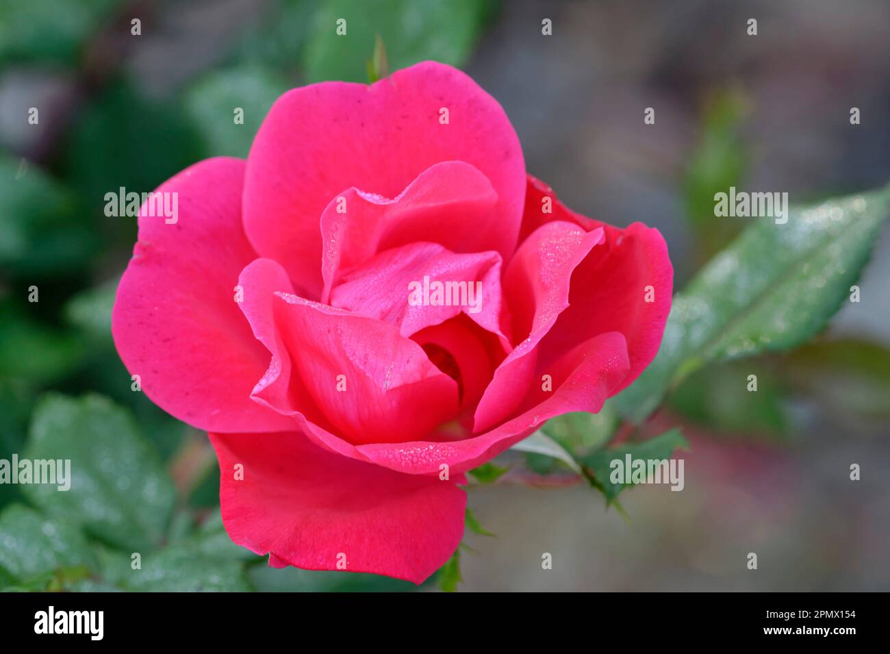 Close-up of a Double Knockout rose flower Stock Photo