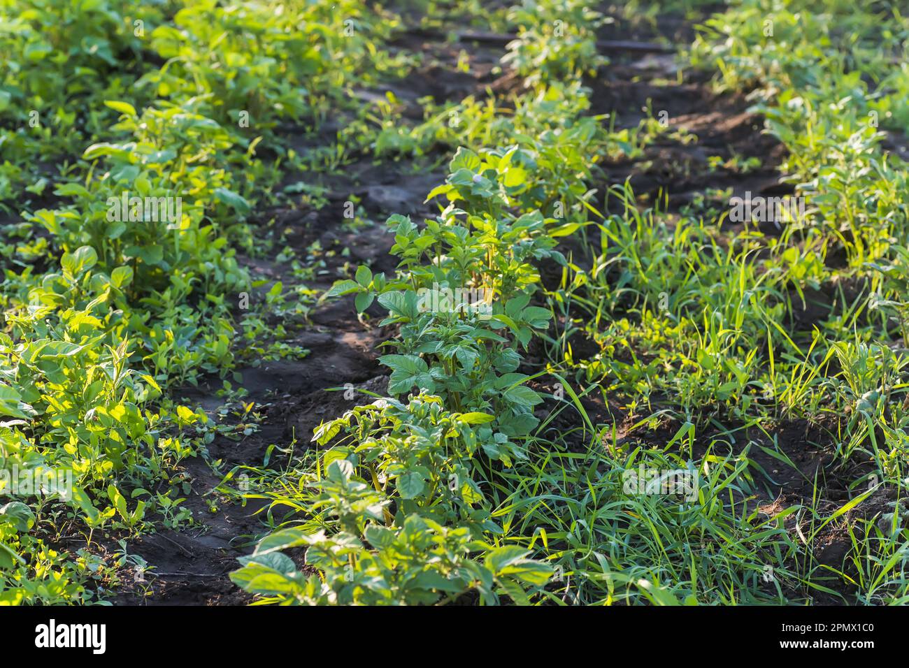 Unprocessed, unocidished, weed and grass covered potatoes plant. Young