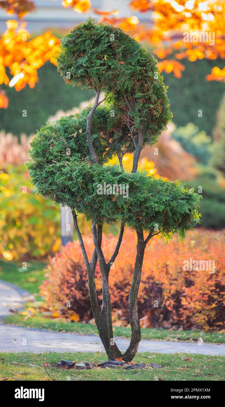 tall stem tuya tree that has been creatively trimmed into a geometric shape to be used in landscape architecture Stock Photo
