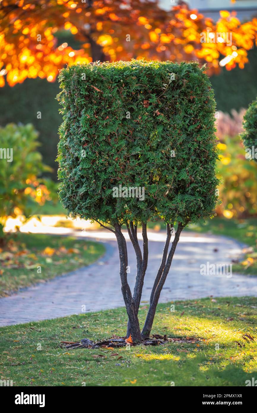 geometrically shaped tuya tree with a tall stem, carefully trimmed for use in landscaping Stock Photo