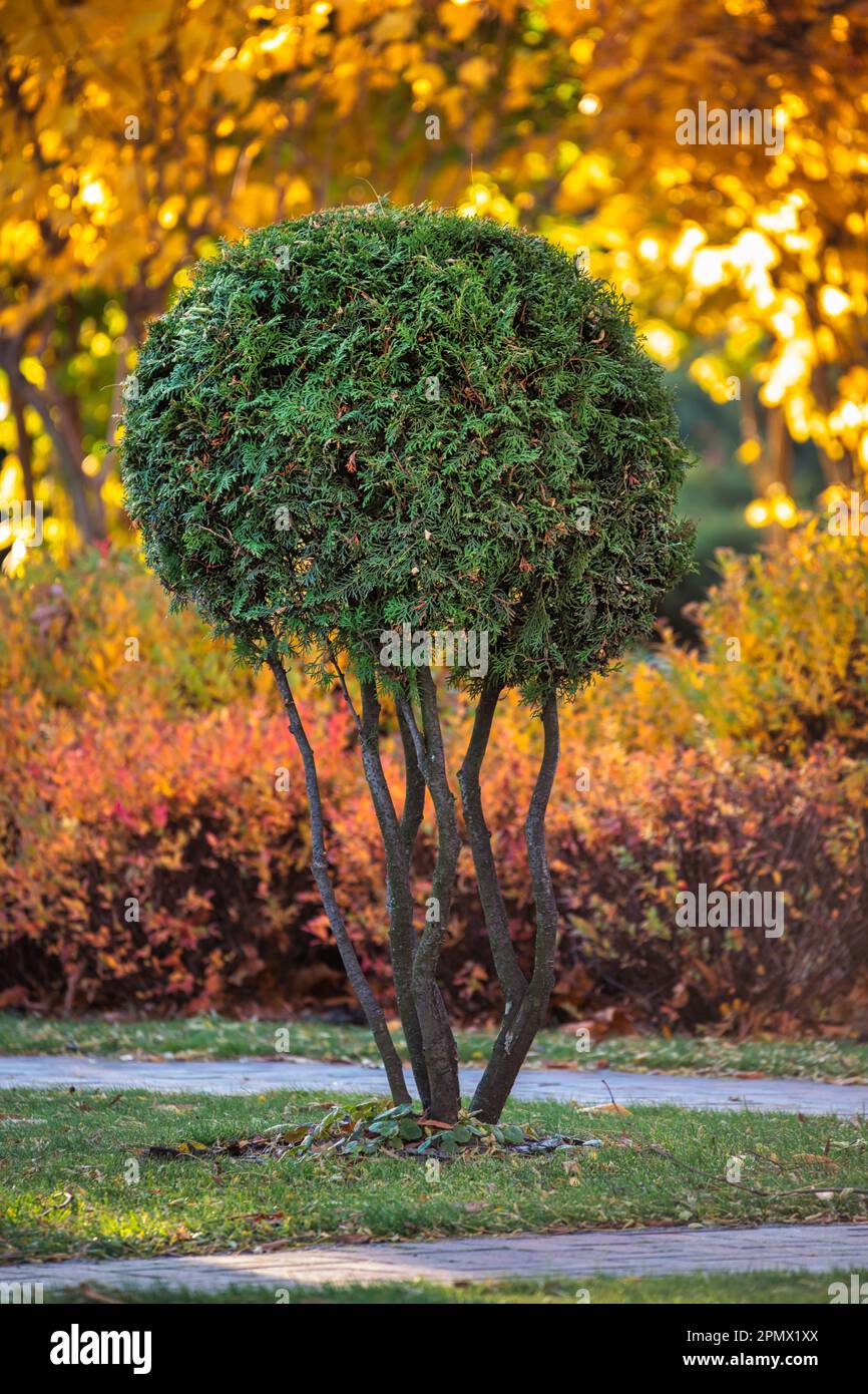 beautifully pruned tuya tree, shaped into a precise geometric design and suitable for use in landscape design Stock Photo