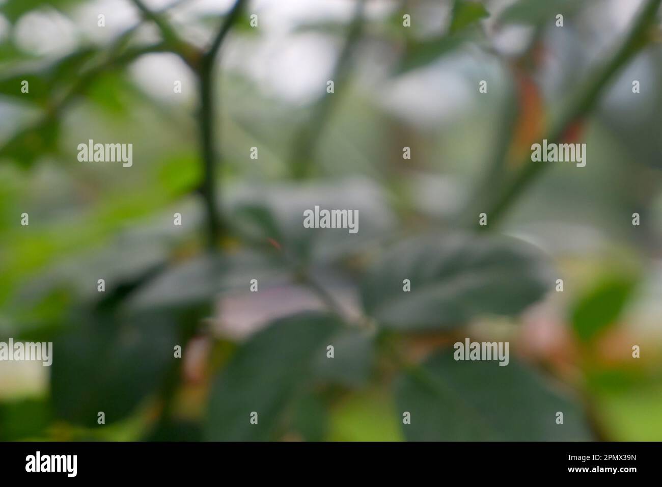 Defocused abstract leaf green background Stock Photo