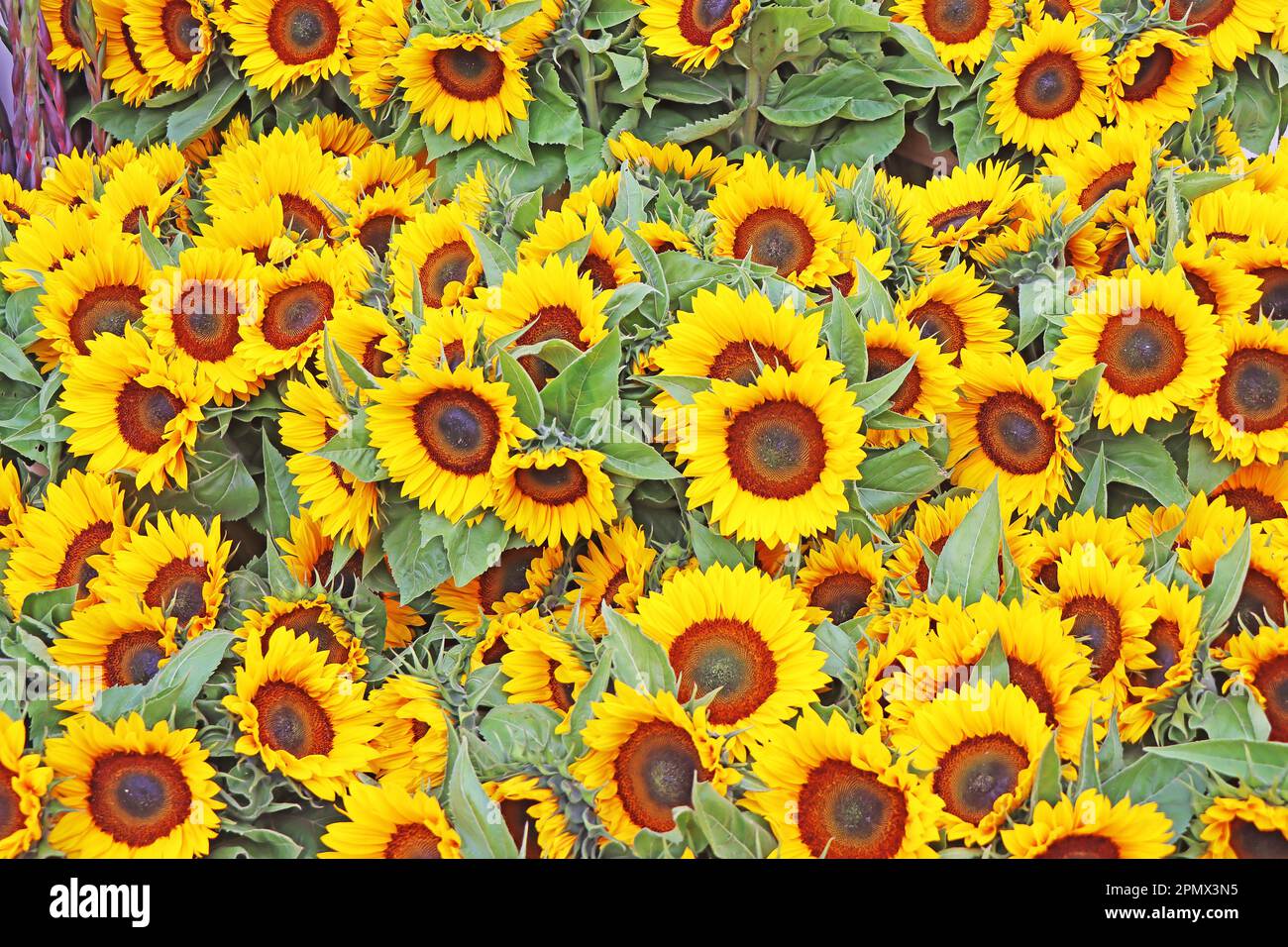 Bunch bright yellow sunflowers hi-res stock photography and images - Alamy