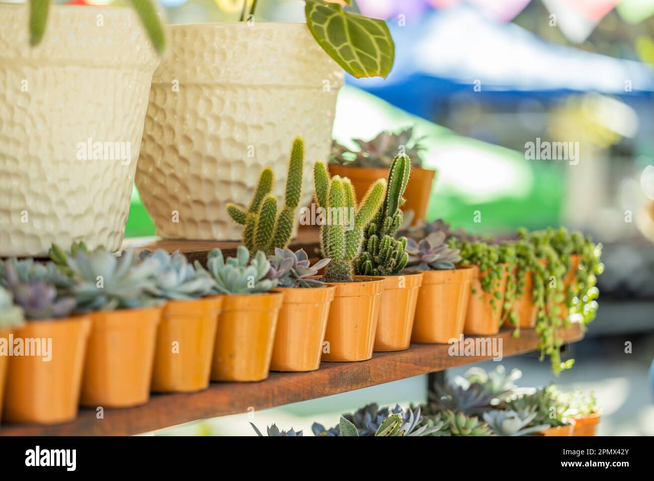 Cactus and succulents at a street stall. Stock Photo