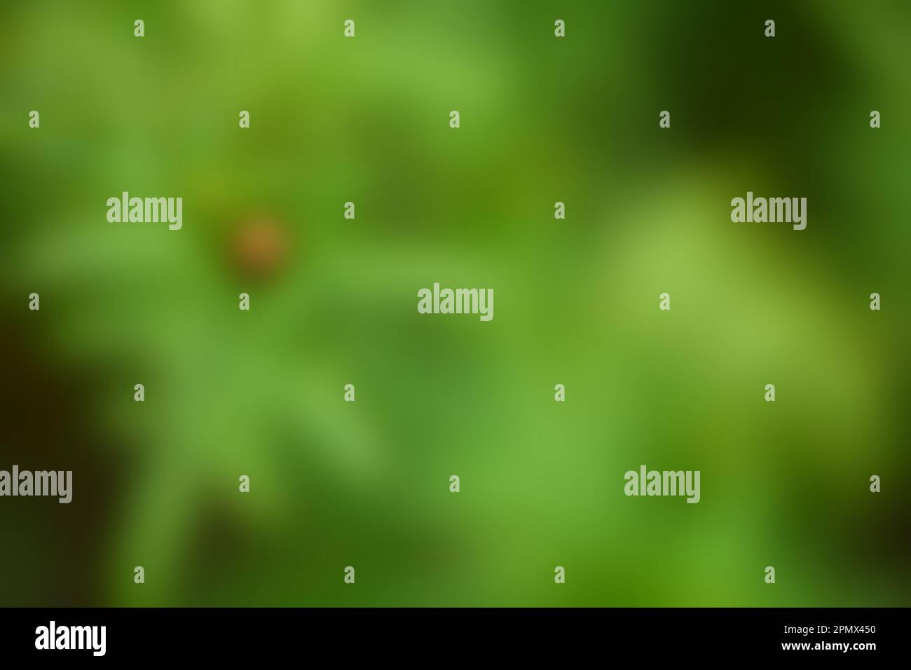 Defocused abstract leaf green background Stock Photo