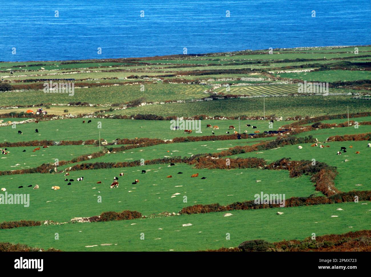 Cornwall England Rural Scene Cattle Grazing in Fields near St Zennor Stock Photo