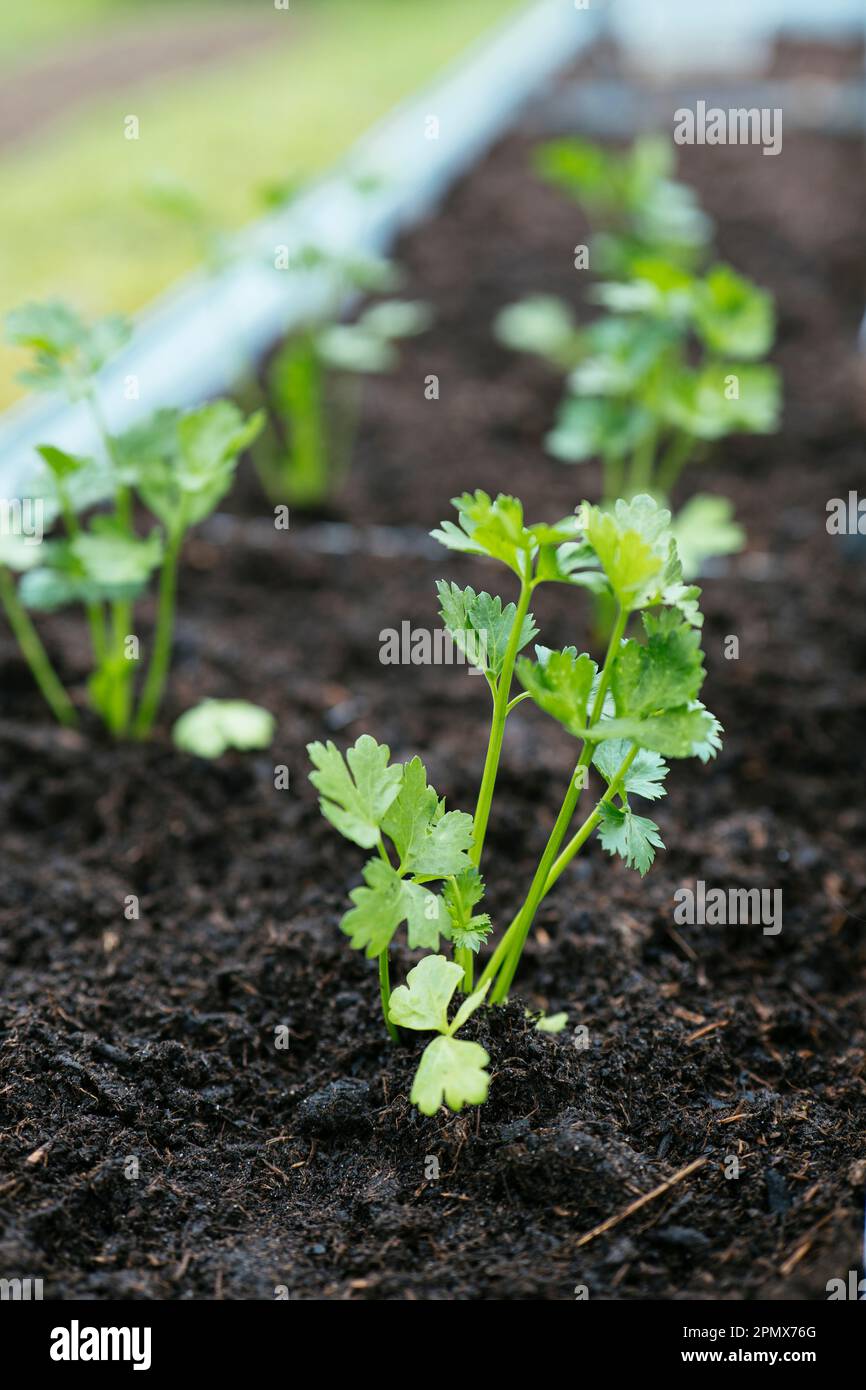 Celeriac seedlings planted in a raised bed. Stock Photo