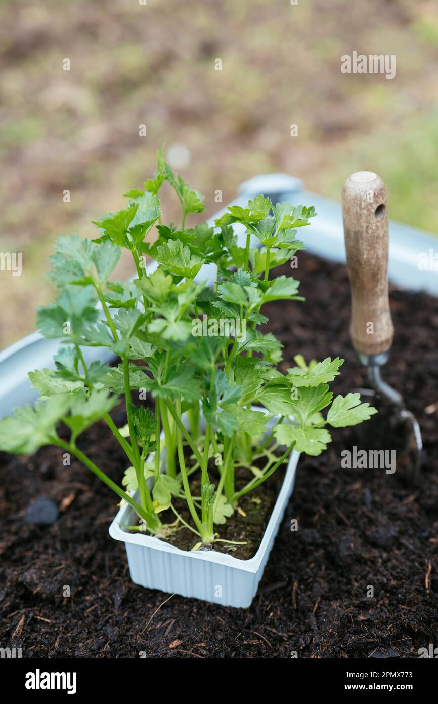 Store bought celeriac seedlings ready to be planted in a raised bed. Stock Photo