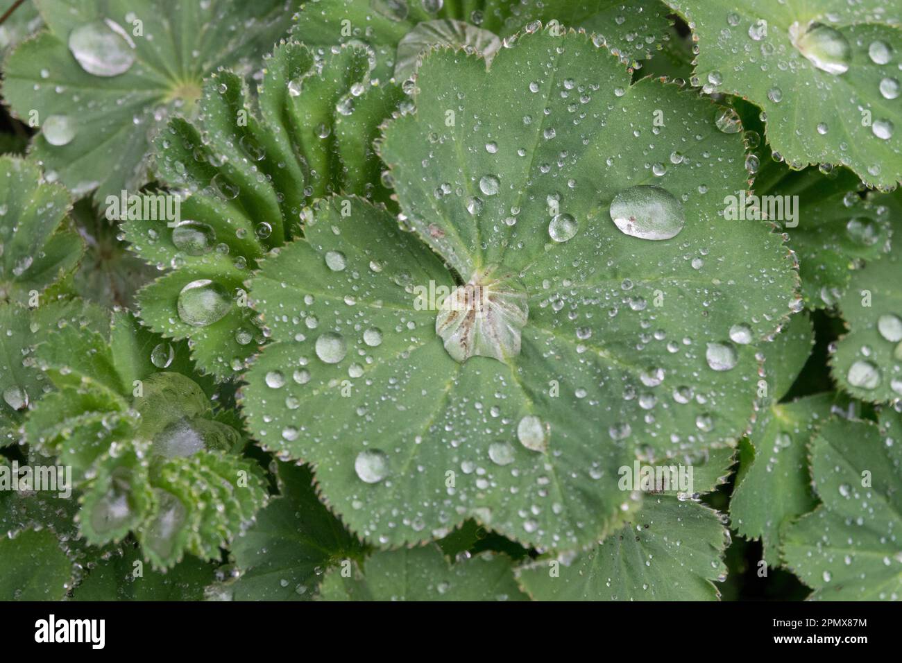 Alchemilla, Drops, Alchemilla mollis, Rain drops, Irish Silk, Raindrops, Ladys Mantle, Water drops, Droplets, Dewcup Leaf Stock Photo