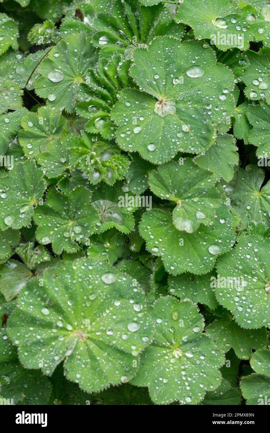 Water drops, Leaf, Alchemilla mollis, Ladys Mantle, Raindrops, Leaves Stock Photo