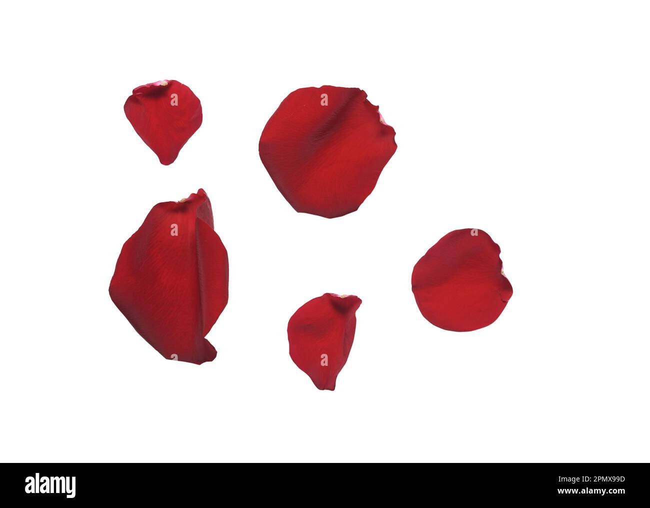 Set of red rose petals on white isolated background Stock Photo - Alamy