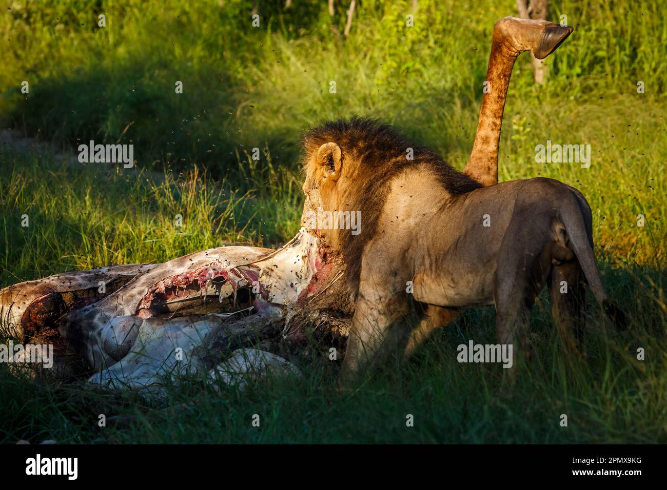 African lion male eating giraffe prey in Kruger National park, South Africa ; Specie Panthera leo family of Felidae Stock Photo