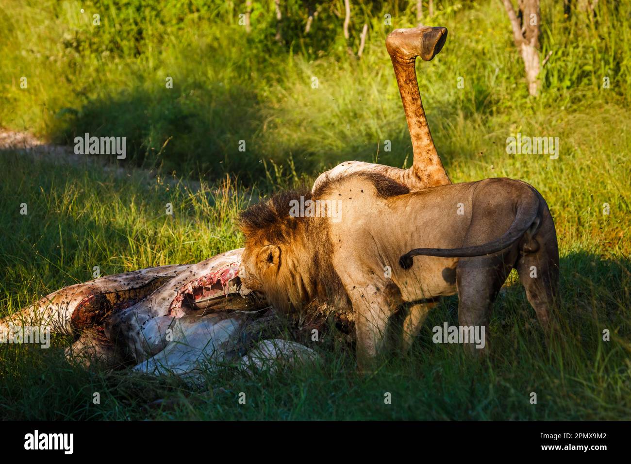 African lion male eating giraffe prey in Kruger National park, South Africa ; Specie Panthera leo family of Felidae Stock Photo