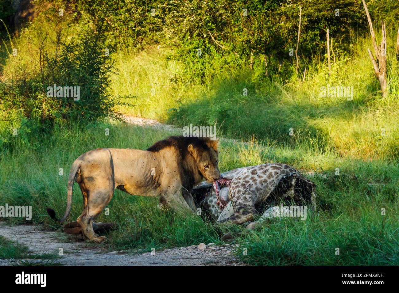 African lion male eating giraffe prey in Kruger National park, South Africa ; Specie Panthera leo family of Felidae Stock Photo