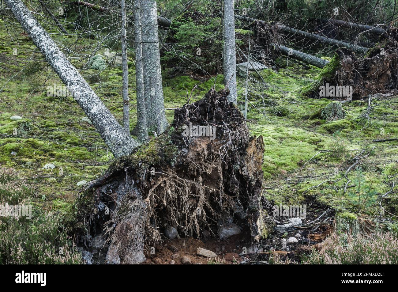Trees have been knocked down in a field, their trunks scattered amongst the forests new growth. Stock Photo