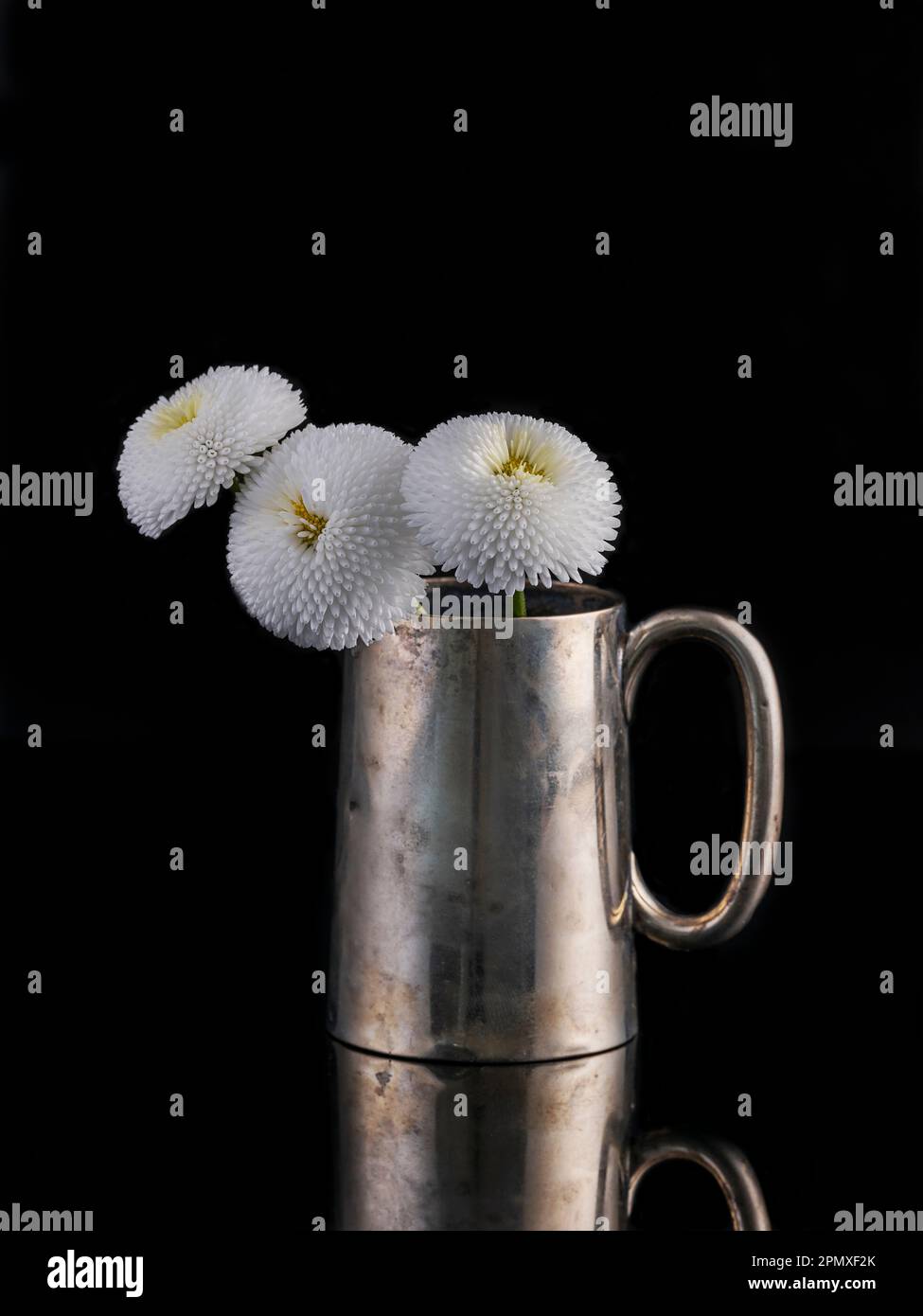 Artful still life of a vintage silver flower vase on black mirrored background with three beautiful white daisy flowers. Stock Photo