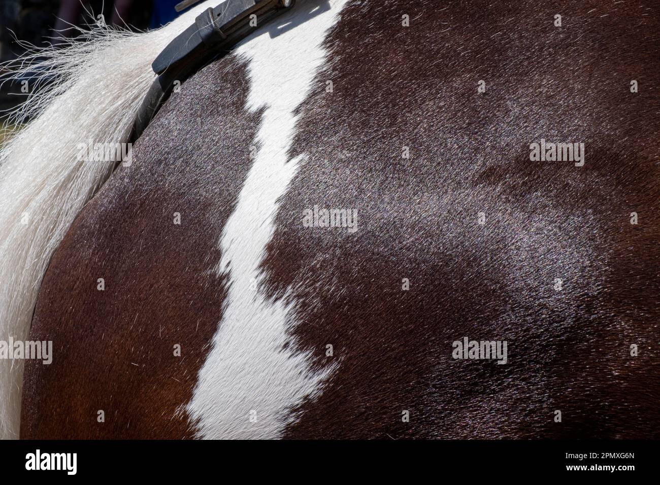 detail of a black and white horse's rump Stock Photo