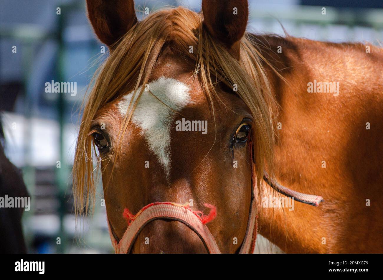portrait of a horse looking at the camera Stock Photo