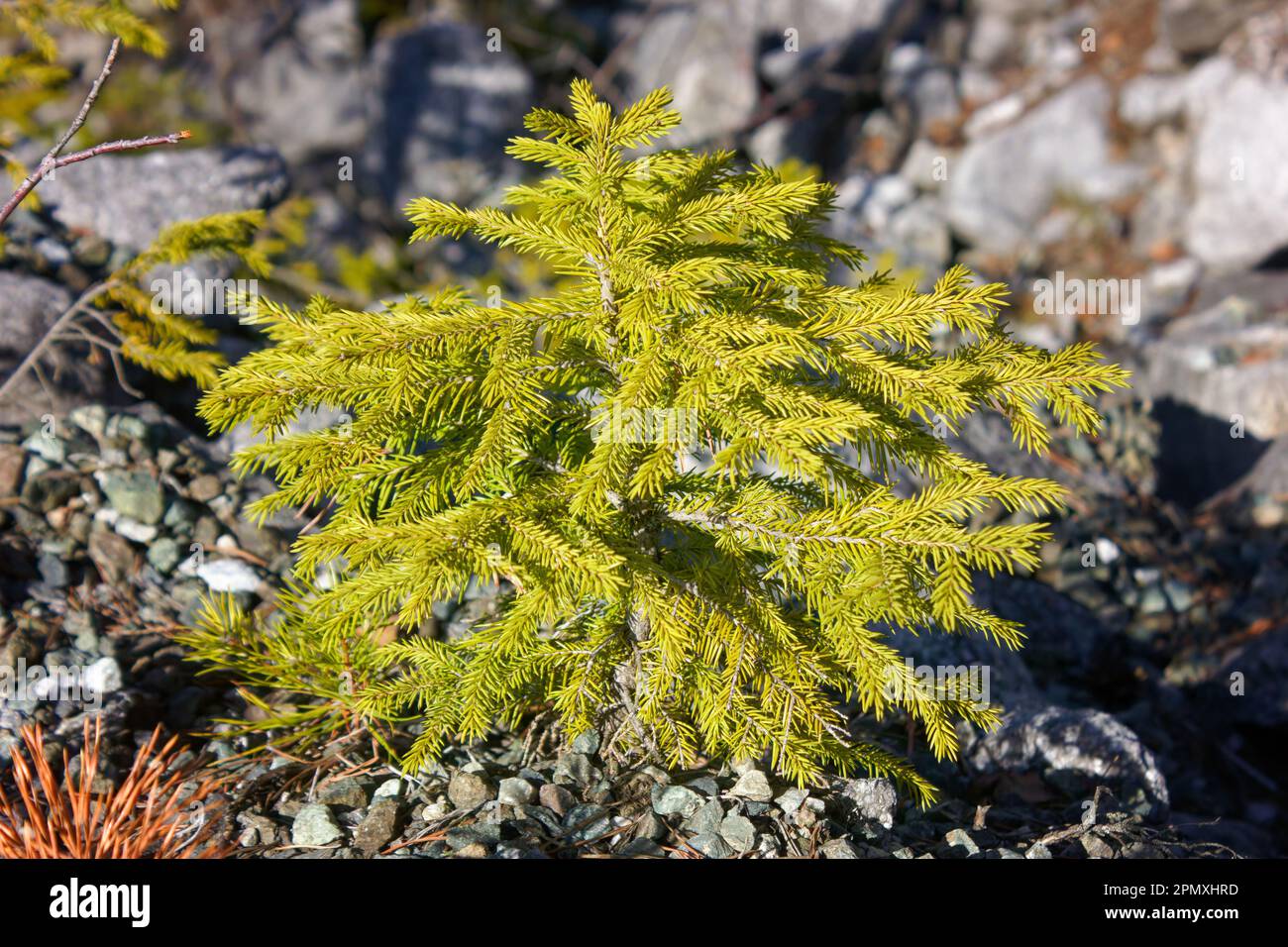 Picea orientalis. A young spruce tree on a rocky mountain slope close-up. Stock Photo